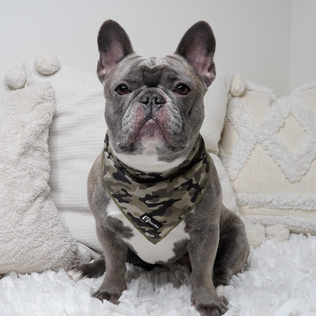 Pucci Bandana Small Breeds – KNOX DOGWEAR