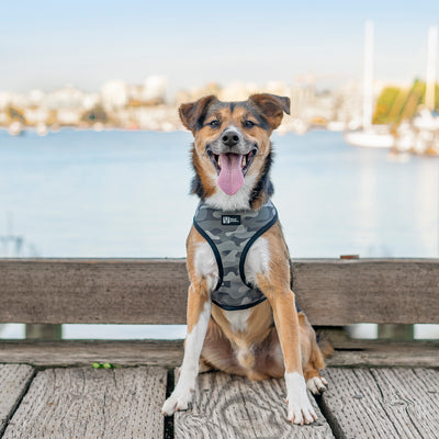 camo dog harness and leash