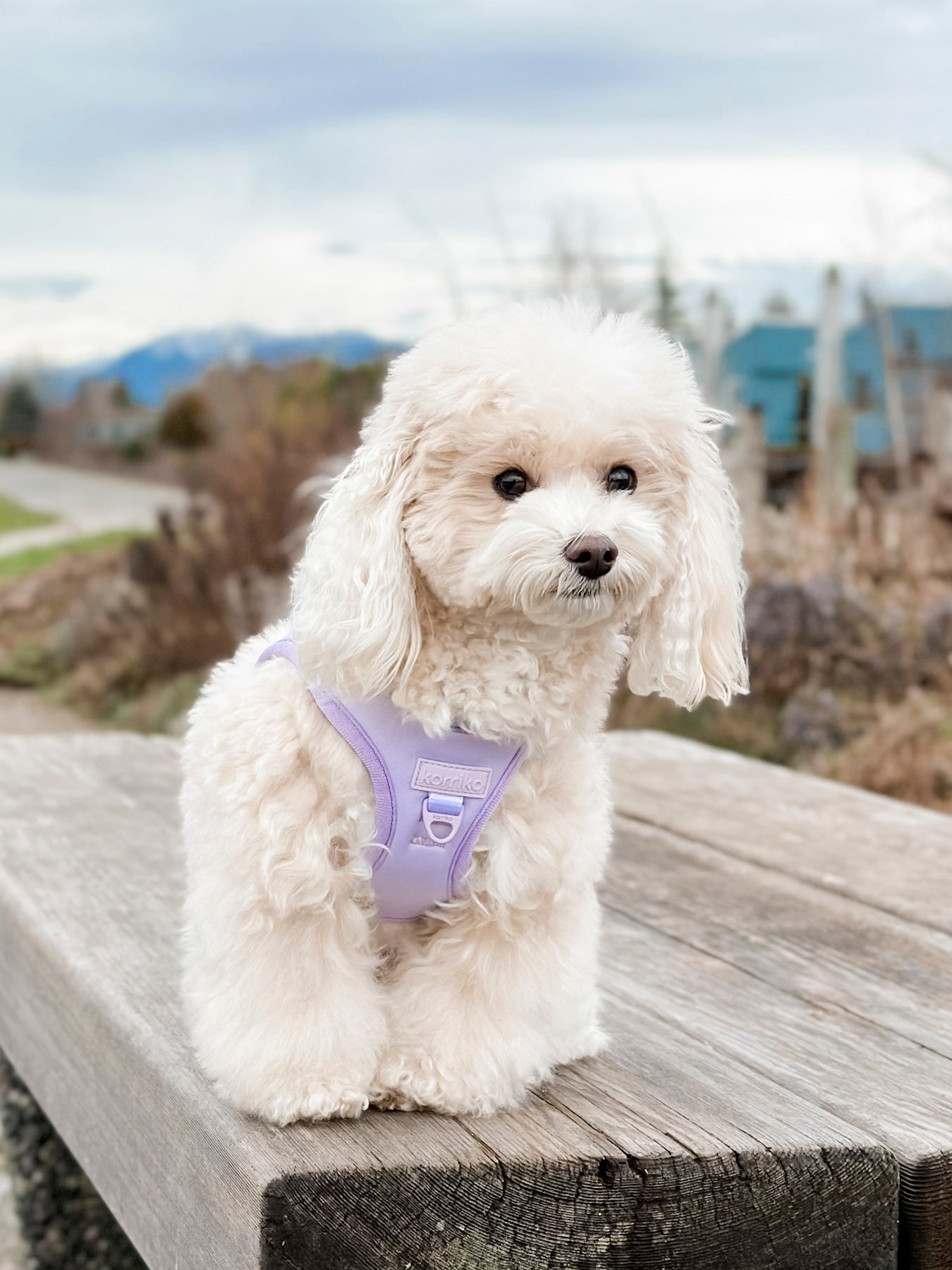 Reflective + Comfort Adjustable Dog Harness - Lilac - XL - Boots & Barkley™