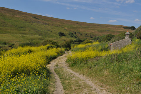 Path to Abandoned building on Emmet's Hill