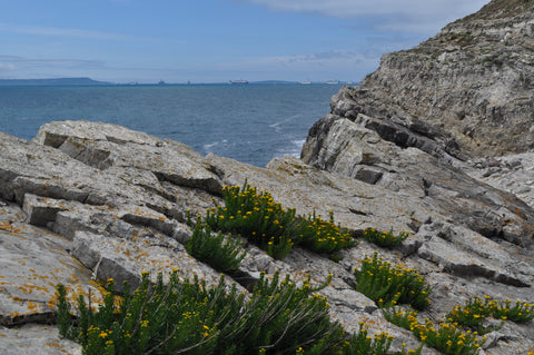 Fossil Forest Lulworth