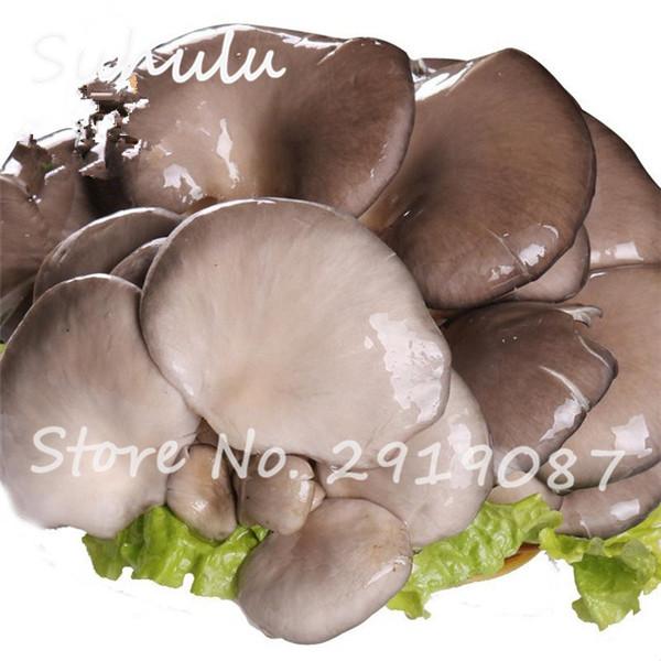 Organic Delicious Giant Mushroom Seeds 50 Particles Rare Green