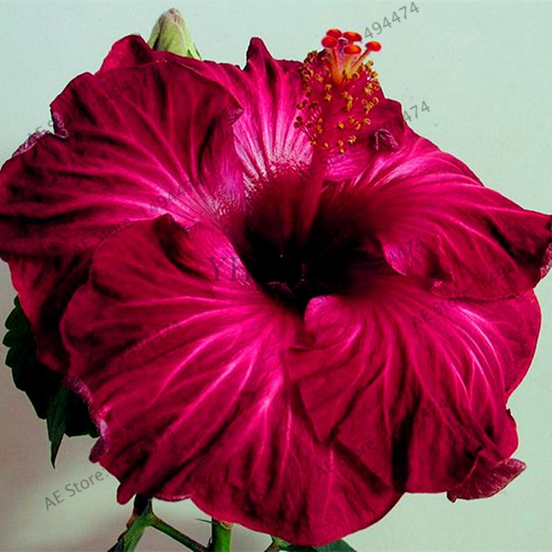 100pcs 24 Colors Giant Hibiscus Seeds Dinnerplate Hibiscus Perennial Flower Hot Perennial Seeds Home Garden Worldenergy Ae