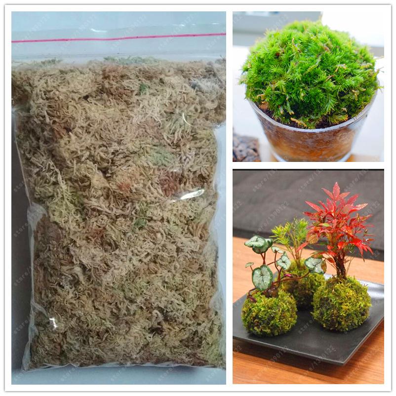 Real 10g Sphagnum Moss Moisturizing Nutrition Organic Fertilizer