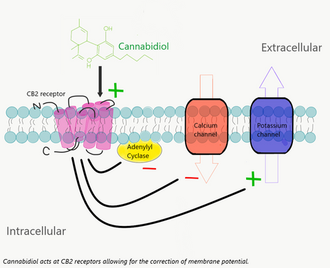 Cannabidiol acting at CB2 receptor