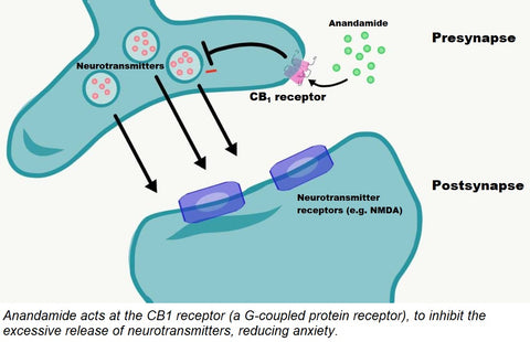 Anandamide at CB1 receptor