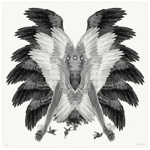 Colibri Dan Hillier