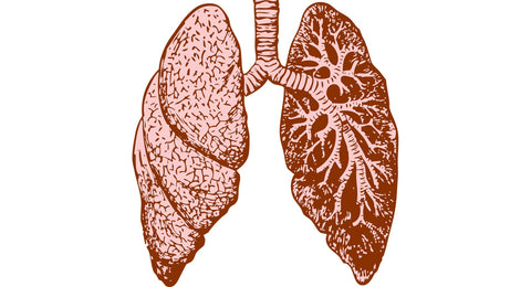 Human lung diagram for respiratory protection awareness