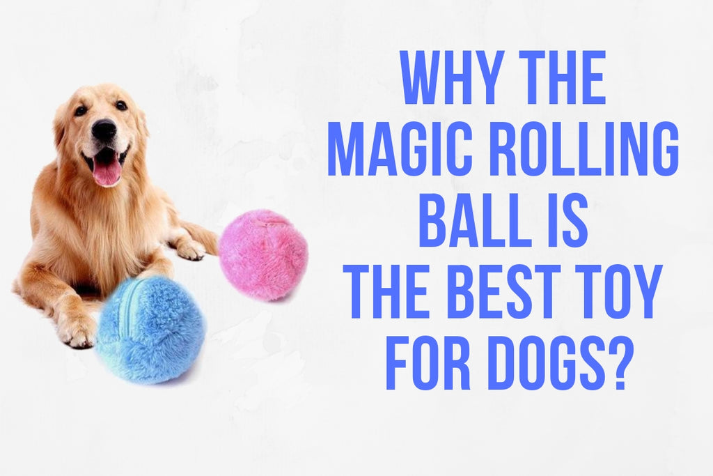 magic rolling ball for dogs