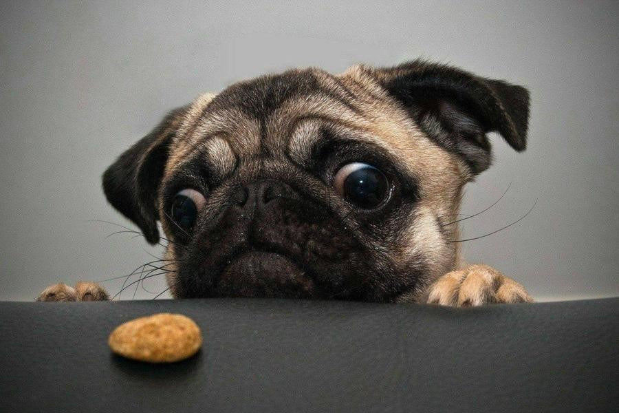 10 top cutest dogs