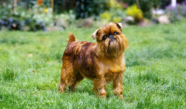 Brussels Griffon