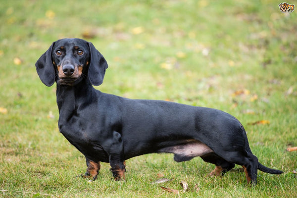 Dachshund loyal dog