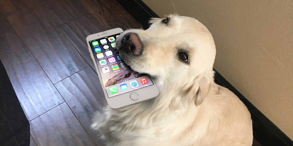 dog holding iphone