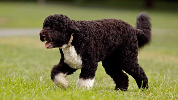 Portuguese Water Dog