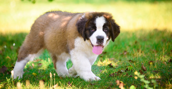 St Bernard loyal dog