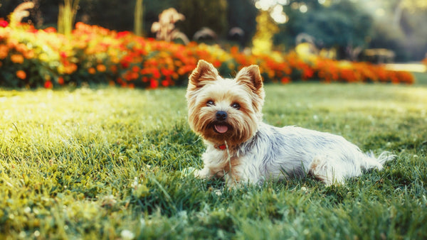 Yorkshire Terrier loyal dog