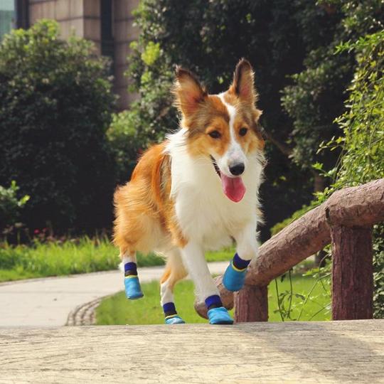 Dog Boots For The Snow