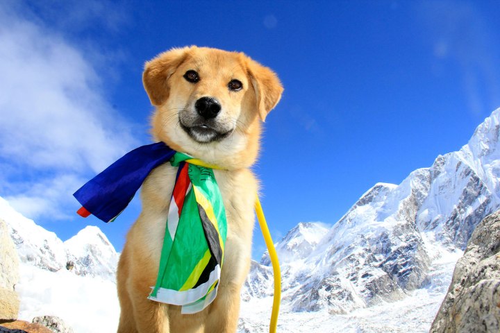 everest dog name