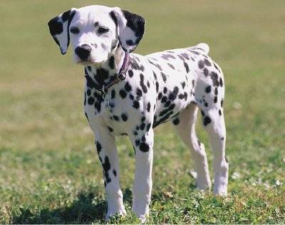 Pongo dog name