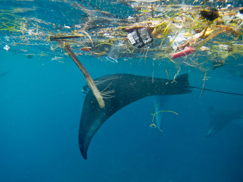 Microplastics in our ocean
