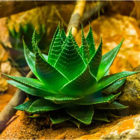 Aloe Vera plants