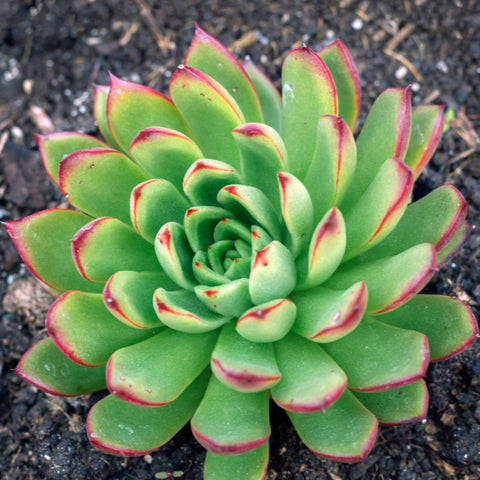 Echeveria