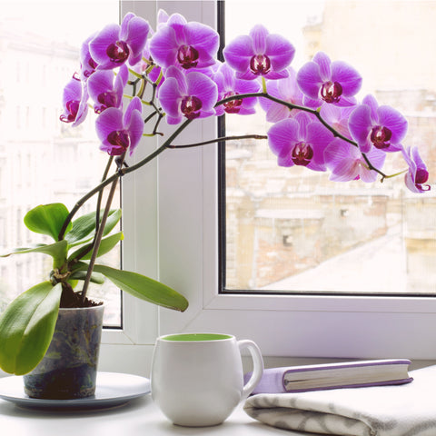 Orchid Plant