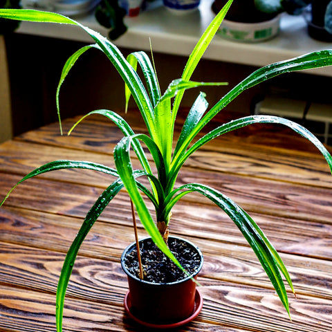 Pandanus Plant
