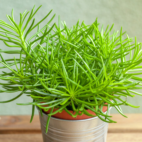 Senecio Succulent