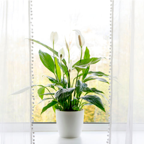 peace lily