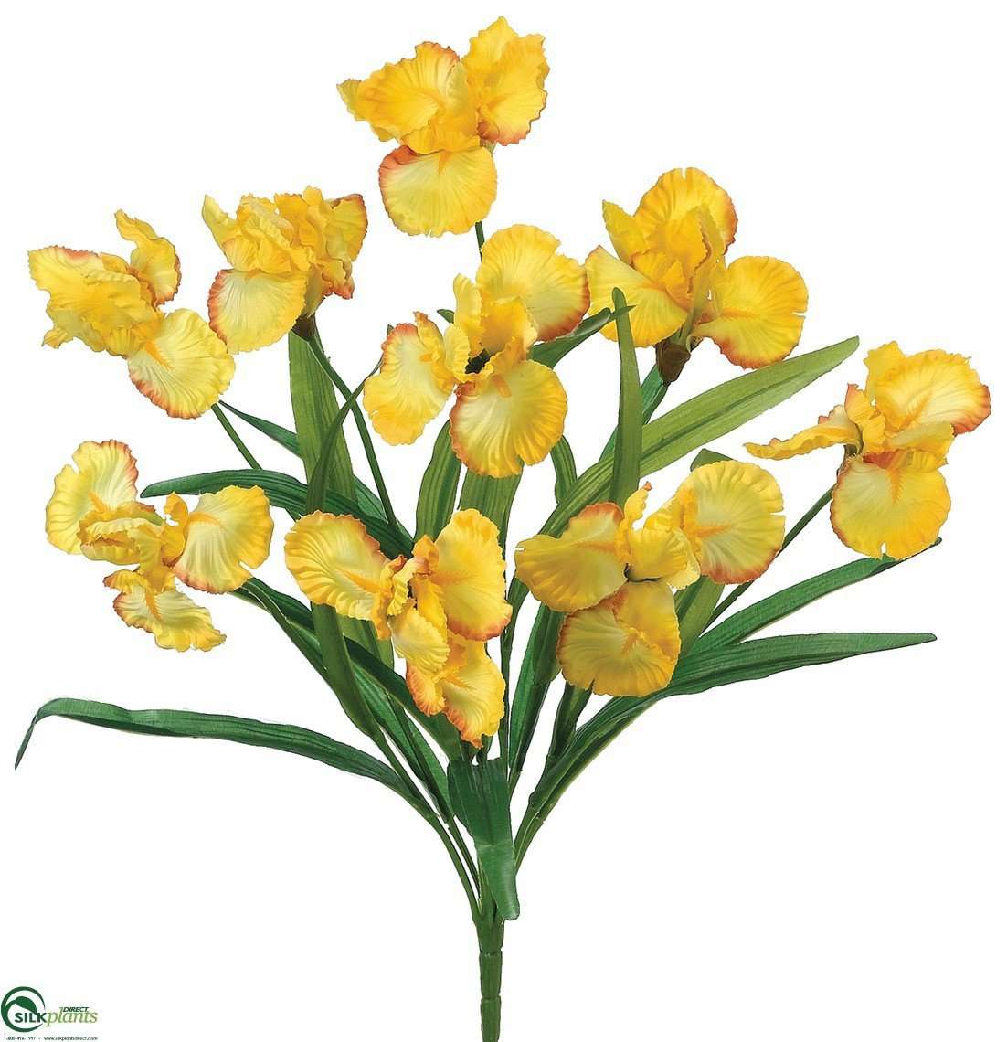 yellow freesia bush