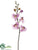 Phalaenopsis Orchid Stem - Lavender - Pack of 12