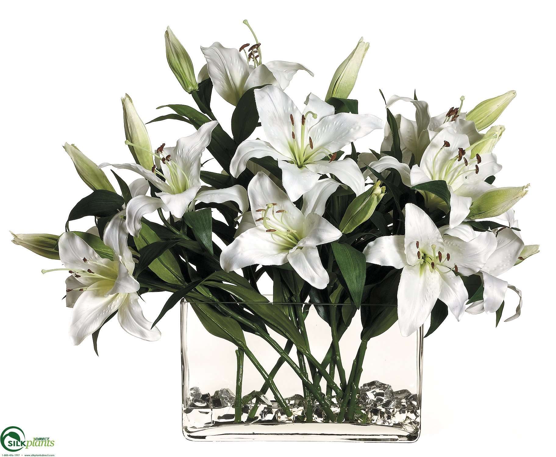 Stargazer lily white White Stargazer