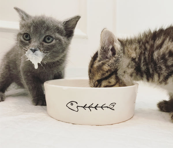Magenta Pet Photo Contest