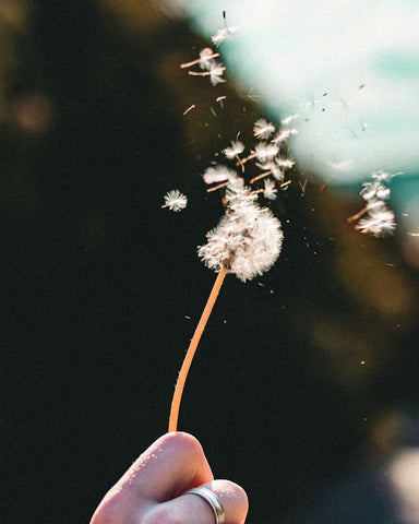 Dandelion Flower