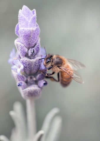 Lavender Flower