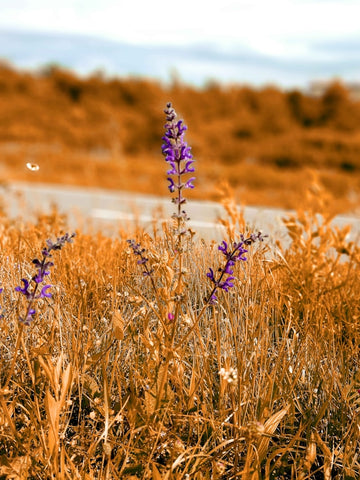 Sage Flower