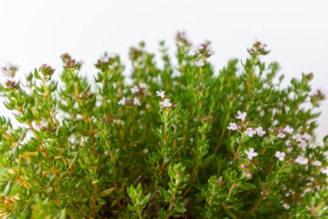 Thyme Flower