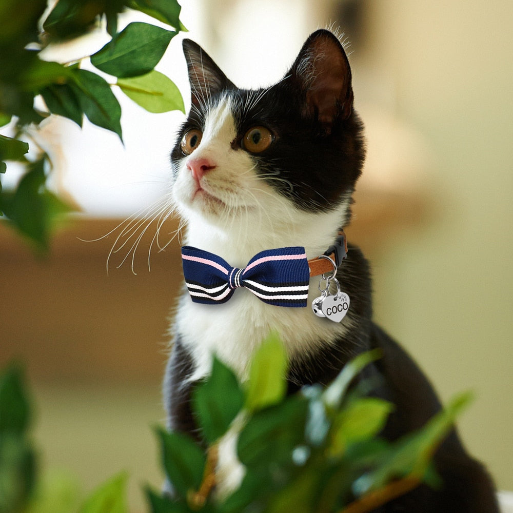 collar and tie cat