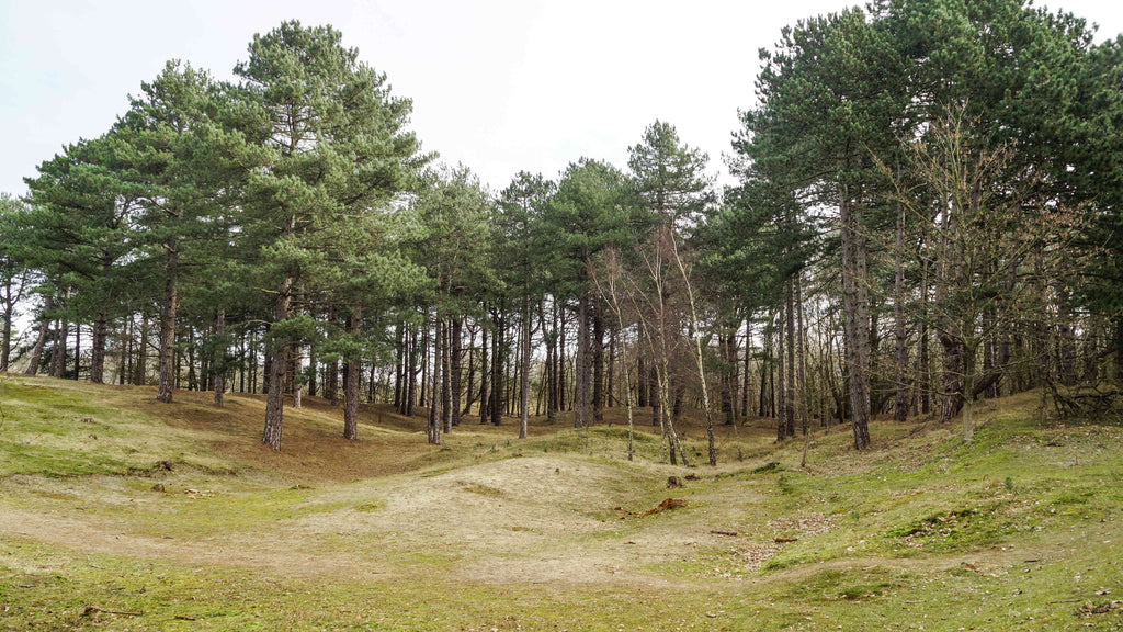 Amsterdamse Waterleidingduinen Wandelen