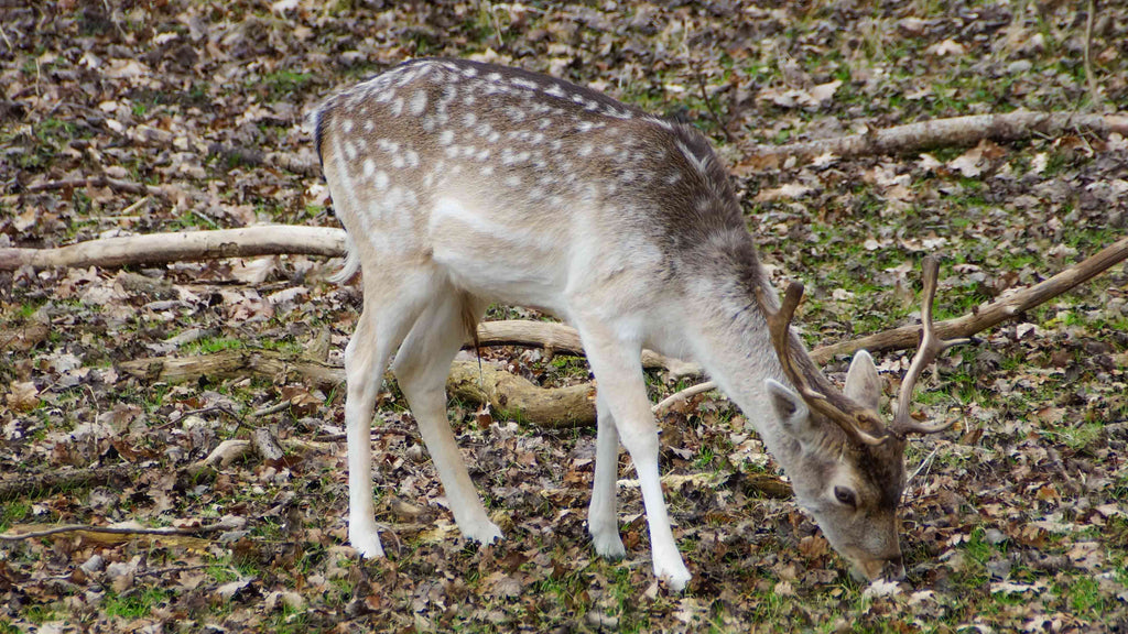 Amsterdamse Waterleidingduinen Wandelen