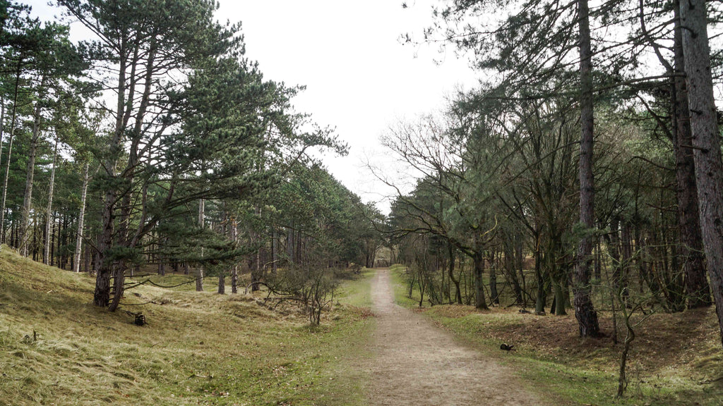 Amsterdamse Waterleidingduinen Wandelen