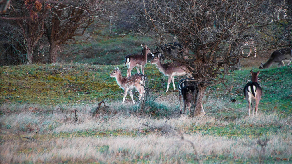 Amsterdamse Waterleidingduinen Wandelen