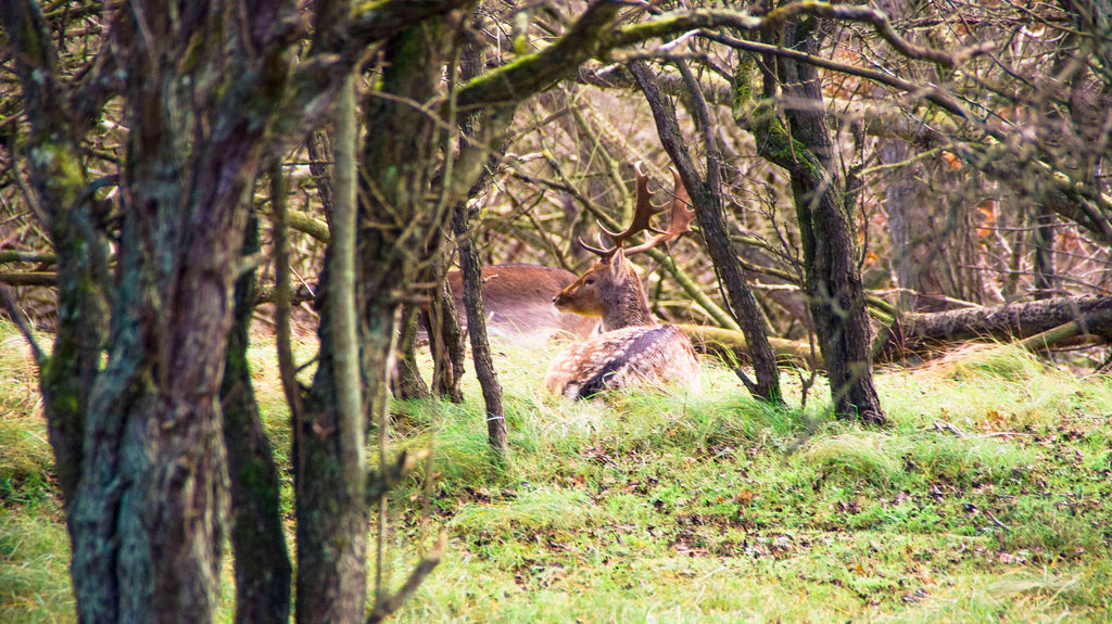 Amsterdamse Waterleidingduinen Wandelen