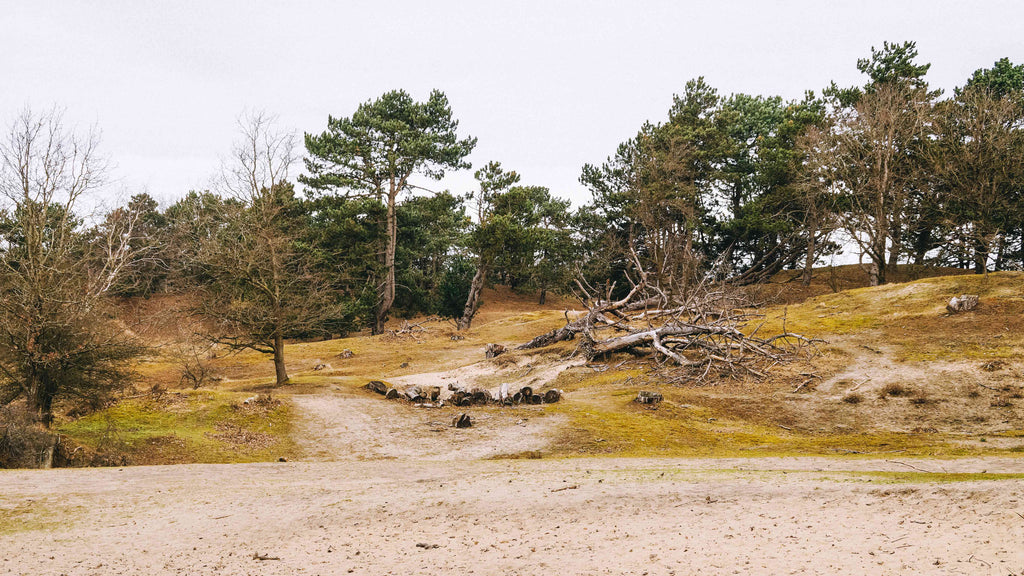 Amsterdamse Waterleidingduinen Wandelen