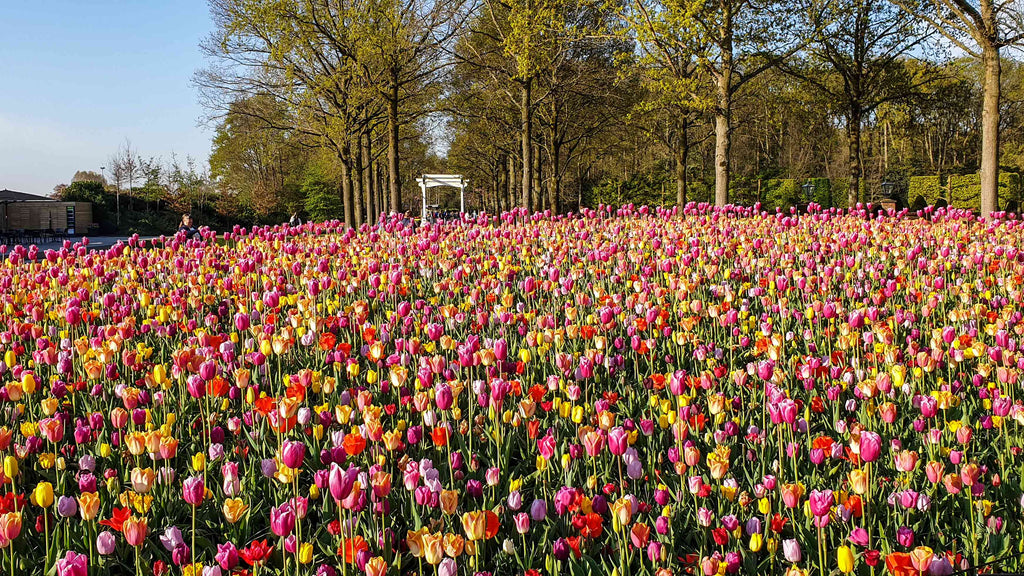 Bloemenvelden