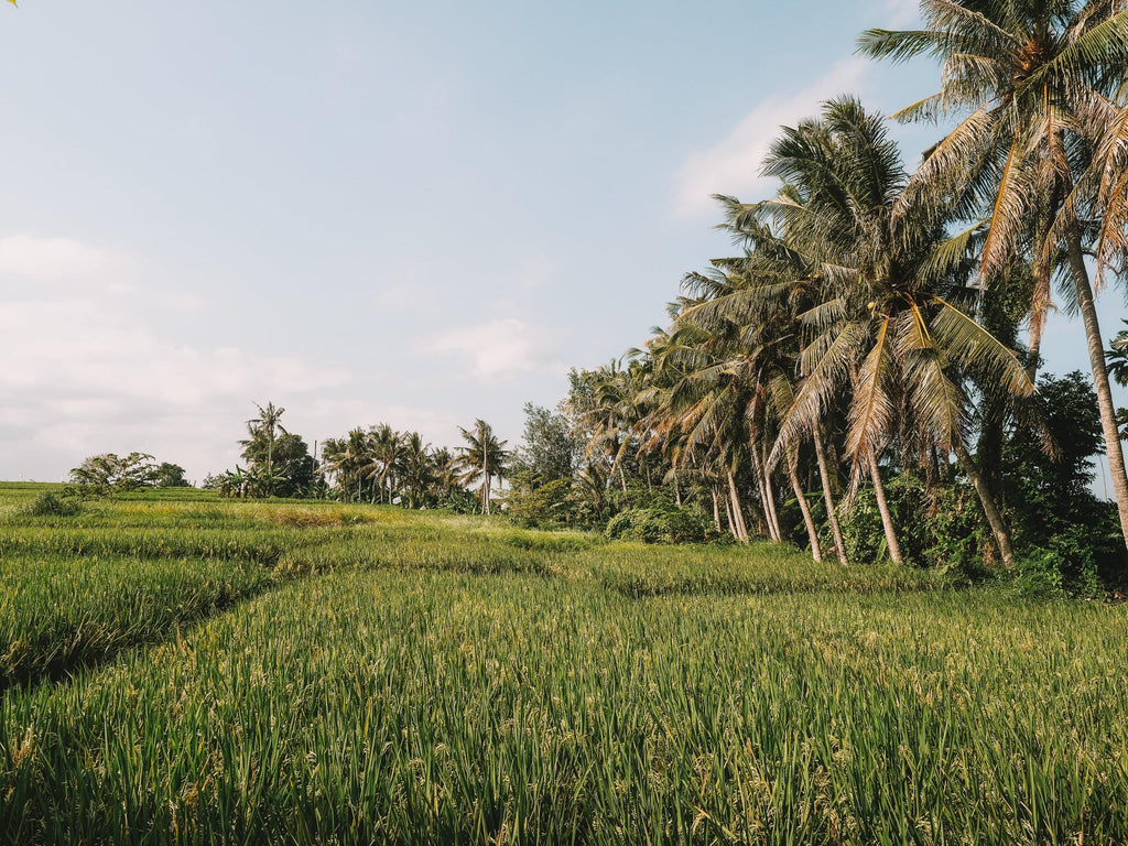 canggu