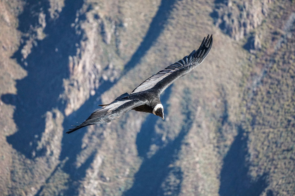 cruz del condor colca canyon