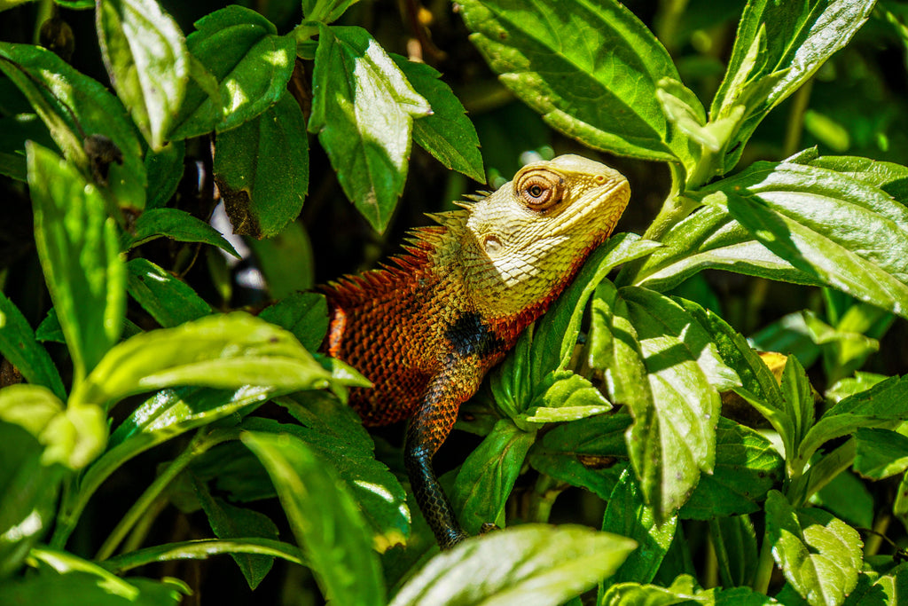 Ella Sri Lanka