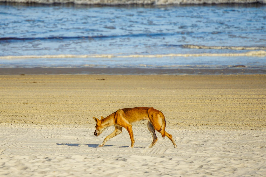 fraser island australie